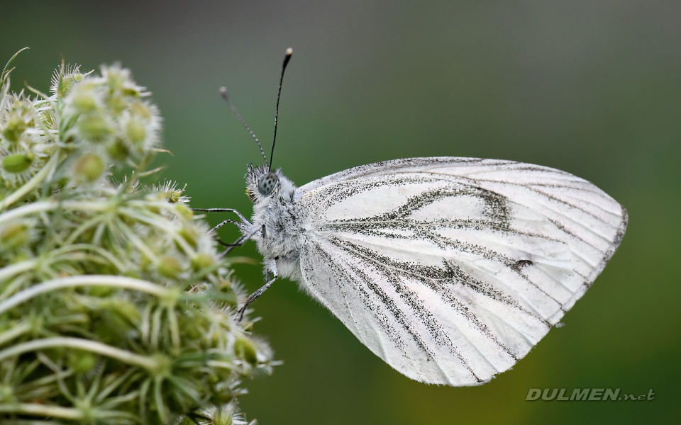 Green-Veined White (Pieris napi)